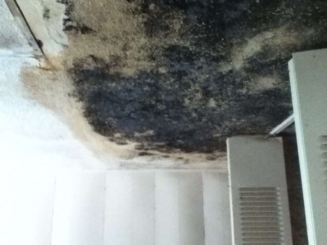 Black mold growing ceiling