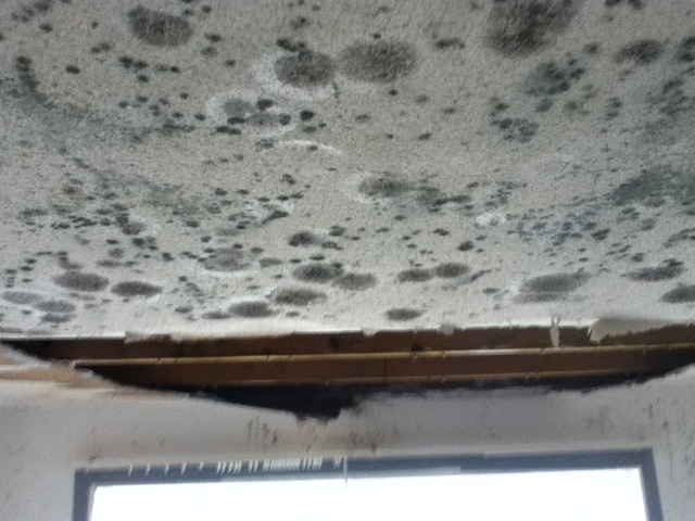 Mold spores on ceiling