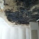 Black mold growing ceiling