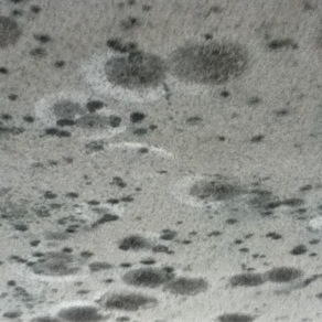 Microbial Remediation needed for moldy ceiling